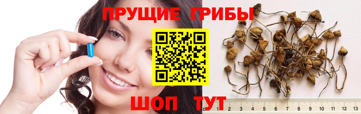 Псилоцибиновые грибы мицелий Борзя